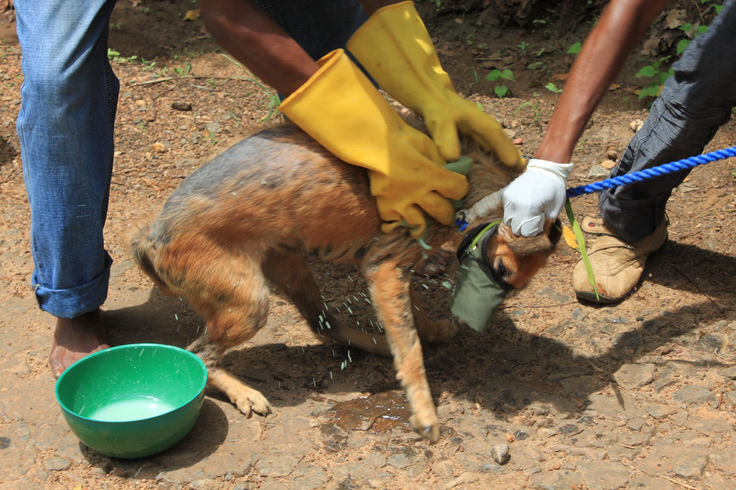 Abandoned Dog Suffering From Severe Mange Gets A Magical ...